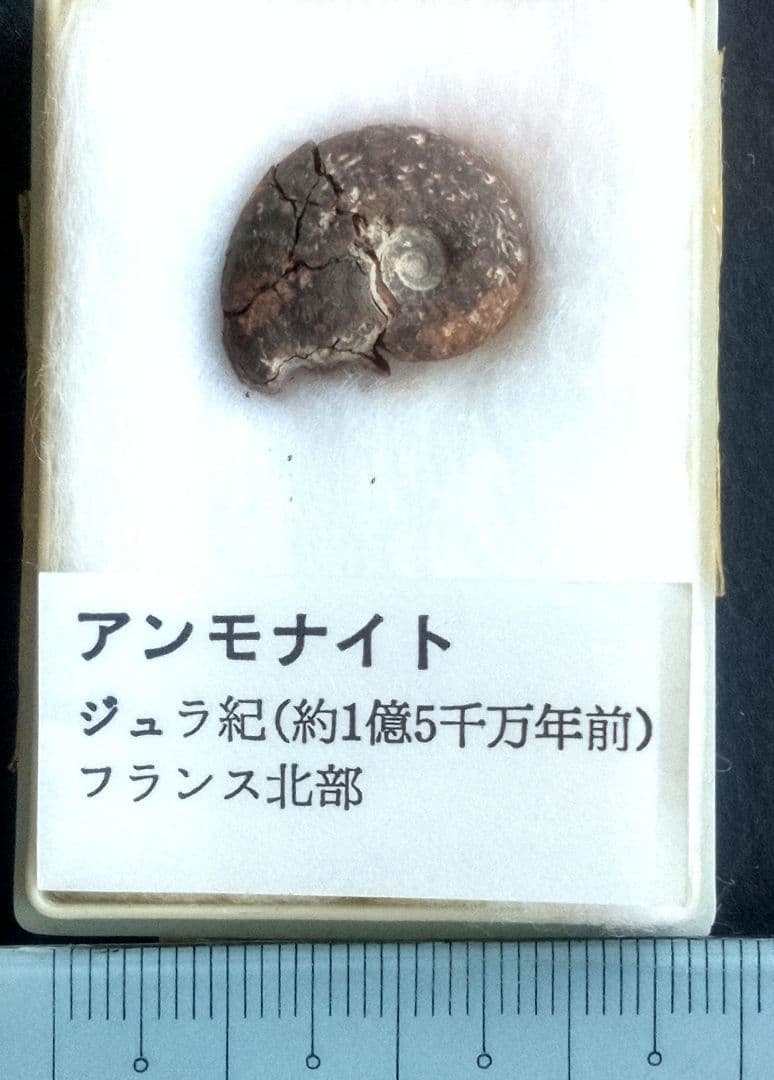 三葉虫他化石