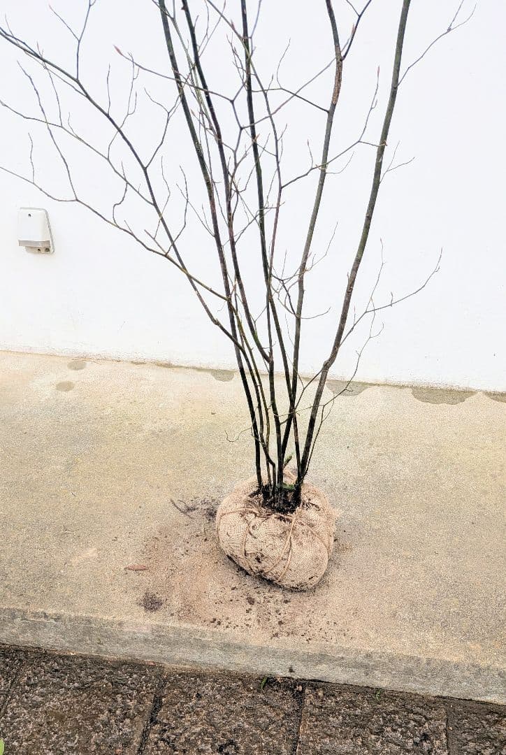 優良株。山採りクロモジ。