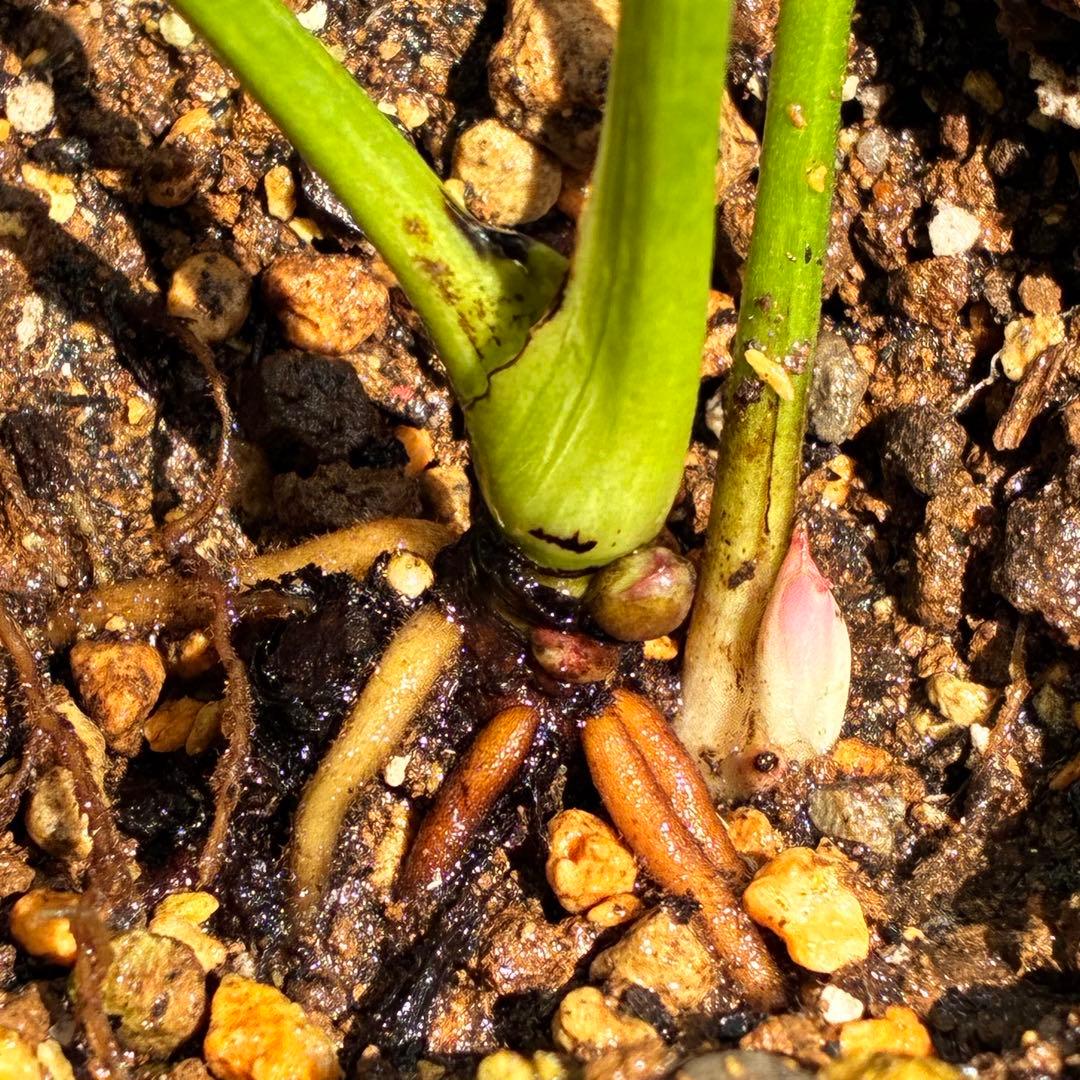 i*u様 ☘️ラスト☘️根充実❤️プックリ新芽❤️469⭐️極上レア⭐️パステル