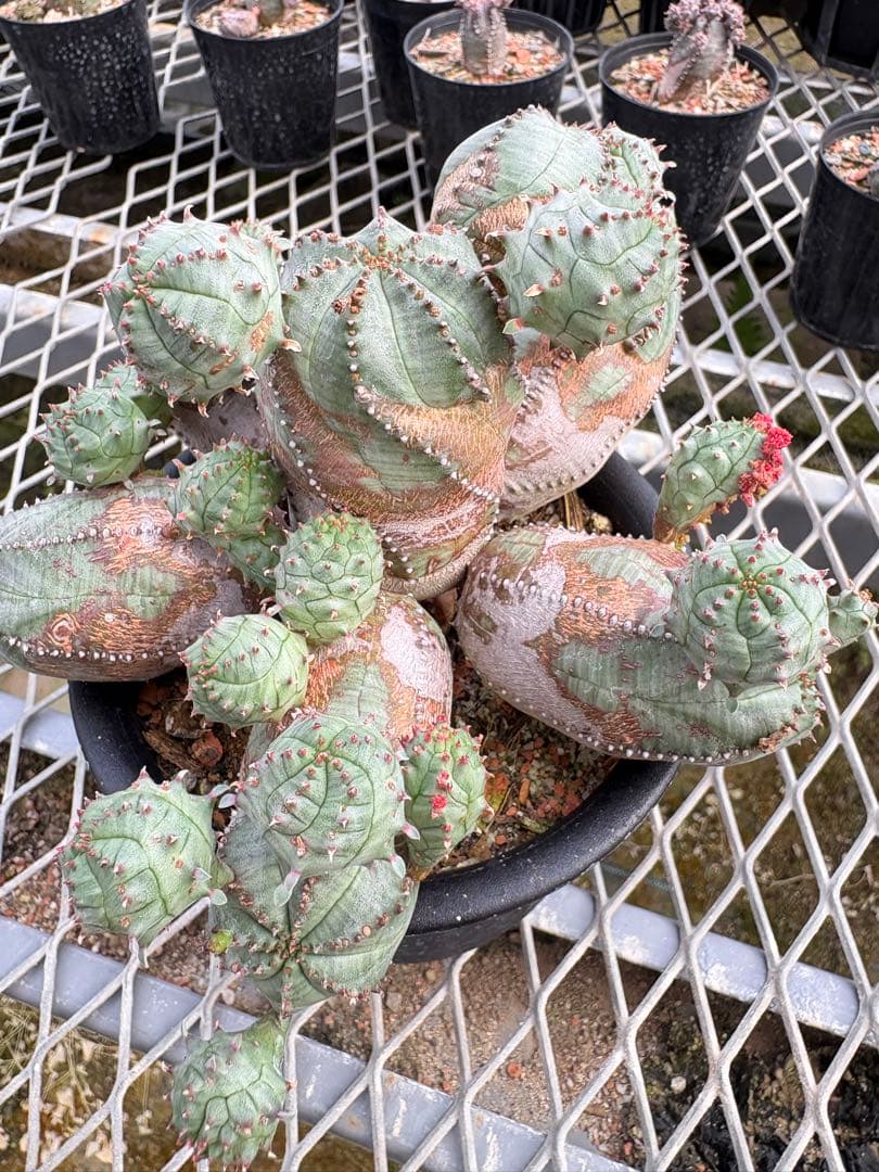 ユーフォルビア　オベサブロウ　モンスト