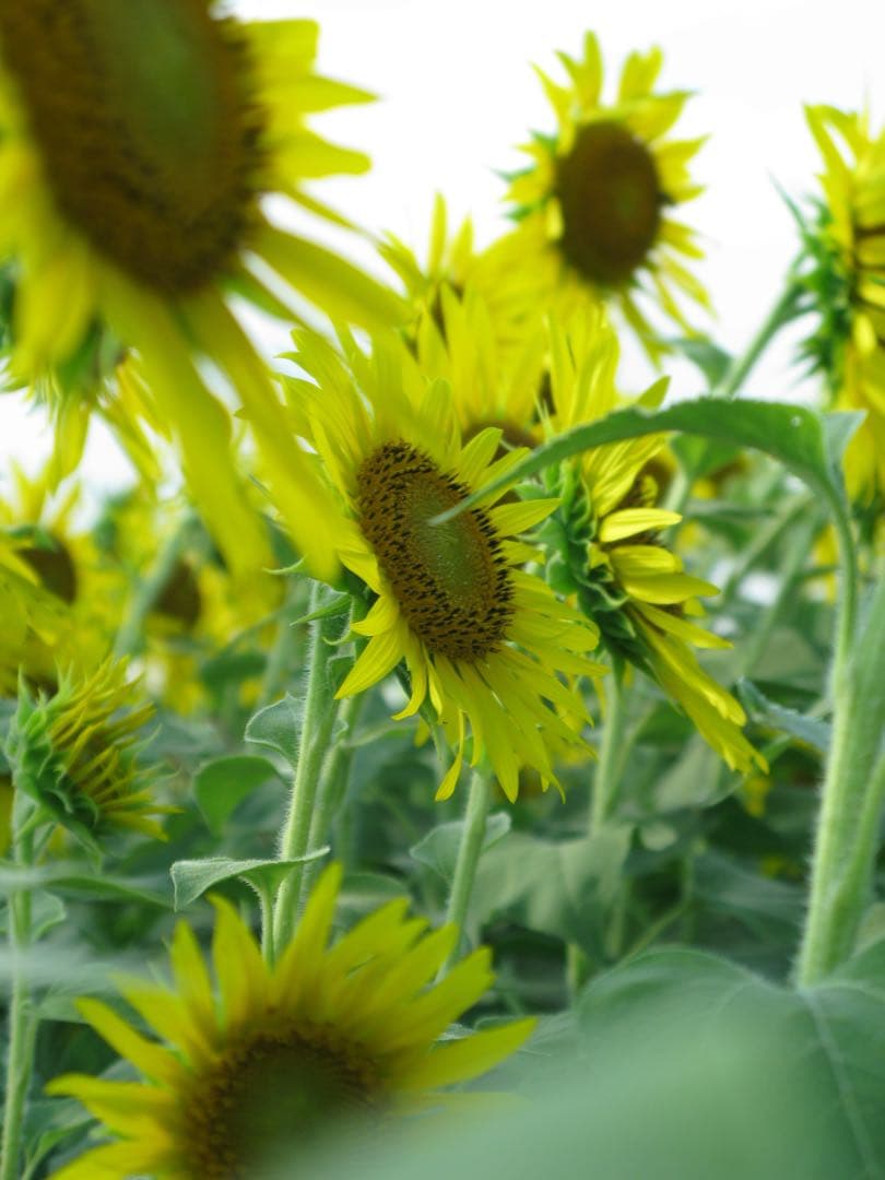 Canon PowerShot G9 コンパクトデジタルカメラ