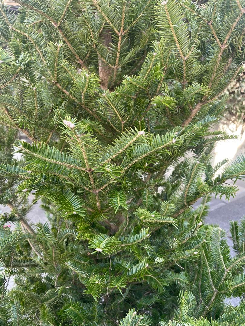 范大東 庭木　もみの木　クリスマスツリー樹高２３０センチ 配達可能
