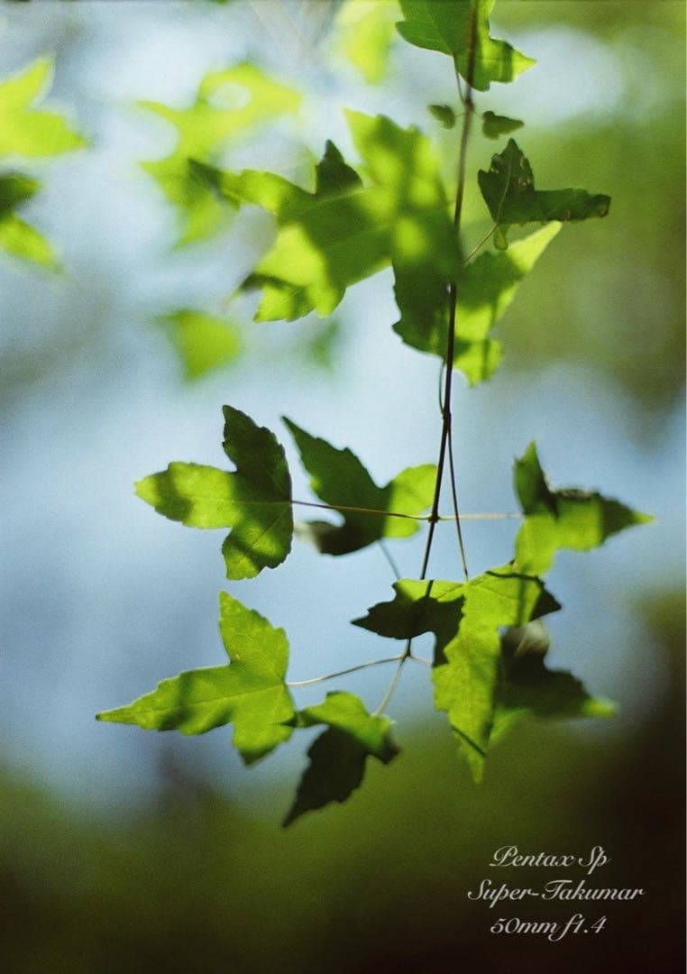 pentax sp★完動品＊美品＊初期保証★本革シチリアンブルー★フィルムカメラ