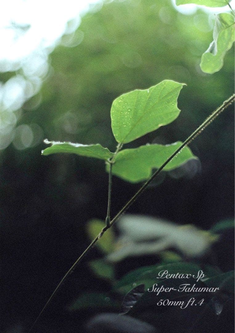 pentax sp★完動品＊美品＊初期保証★本革シチリアンブルー★フィルムカメラ