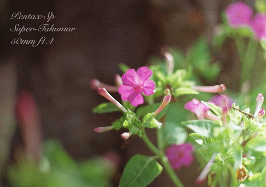 pentax sp★完動品＊美品＊初期保証★本革シチリアンブルー★フィルムカメラ