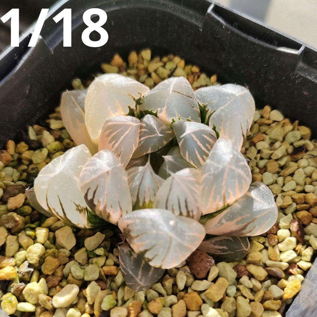 ハオルチア　水晶オブツーサ　極上斑