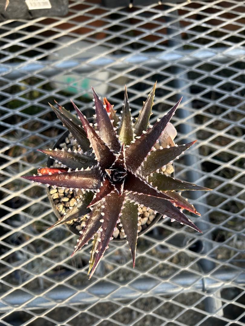 DBディッキア Arizona x BS, Paylen, Keswick ⑶