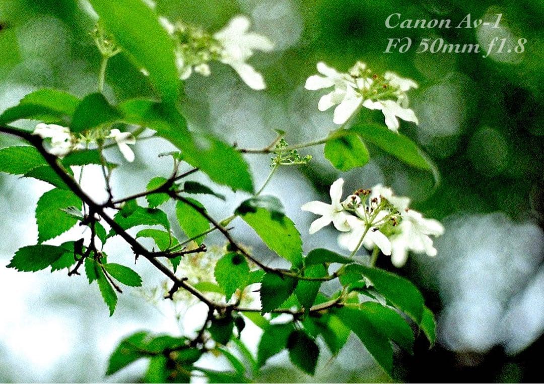 ★フィルム入門に！★canon av-1★完動品＊美品＊初期保証＊作例多数！