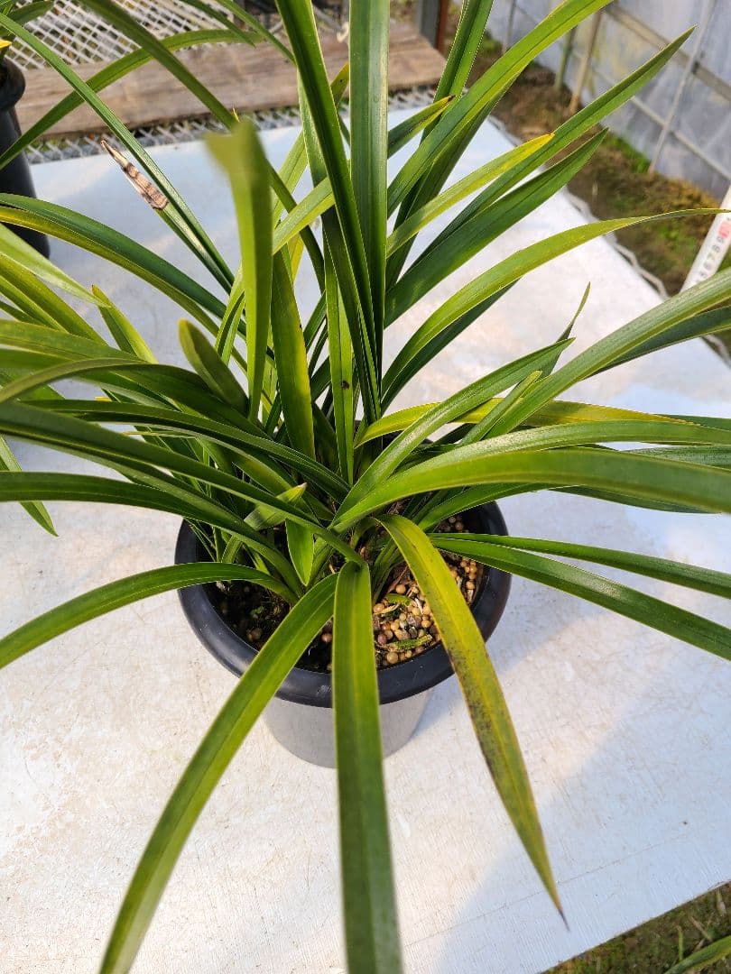 その他観葉植物 sk