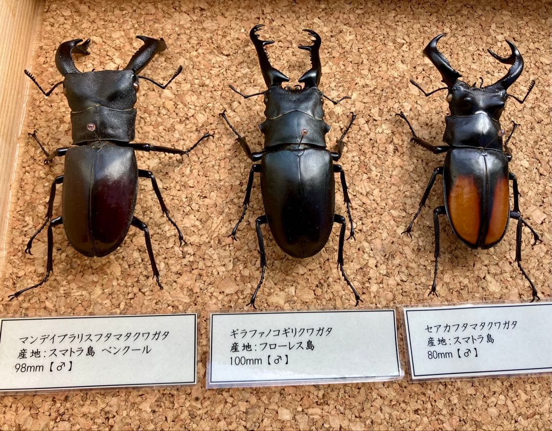 昆虫標本セット（4体）　ヘラクレスオオカブト　マンデイブラリス　ギラファ