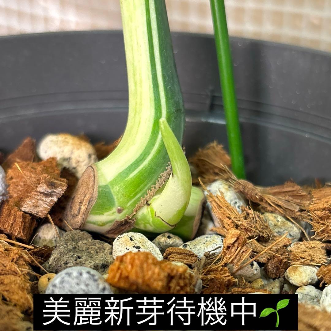 売約済み