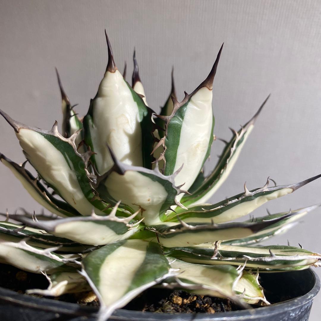 アガベ　ホリダ白中斑入　極上4