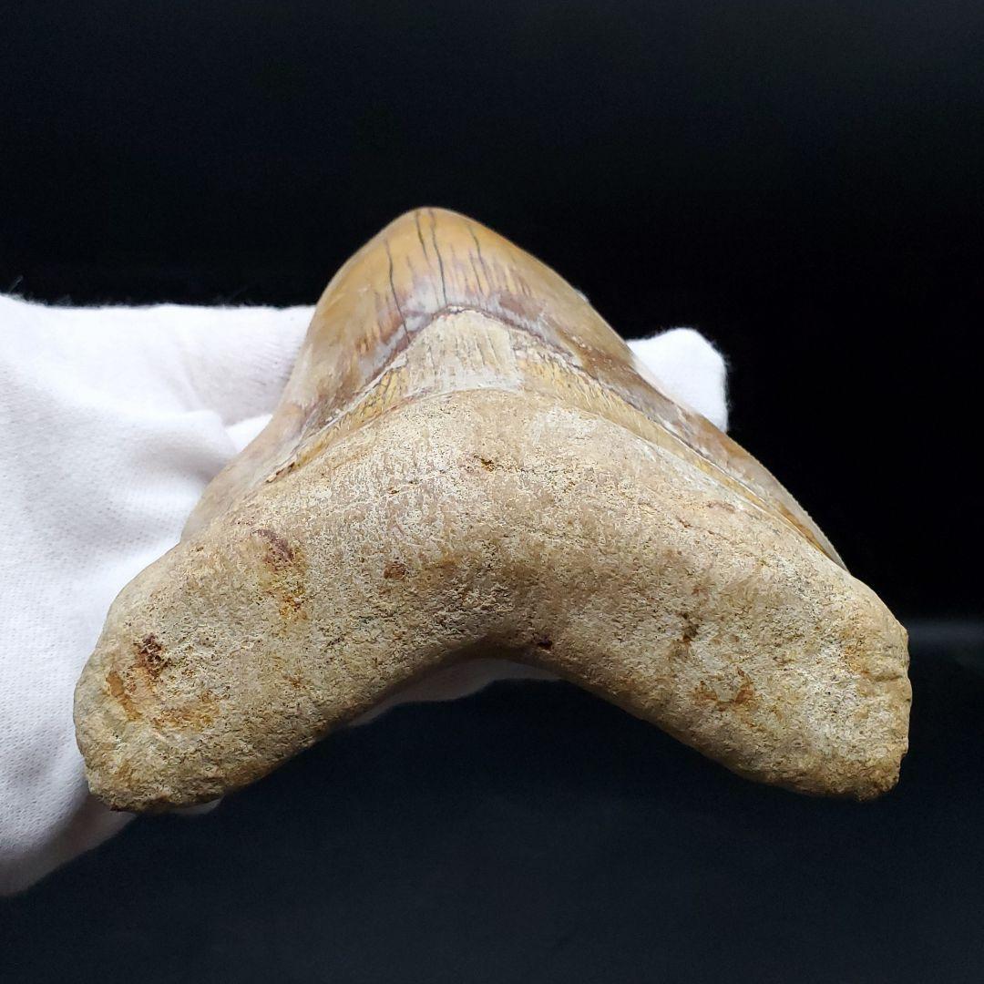 極上 メガロドン 歯 化石 本物 インドネシア 117.42mm mg6