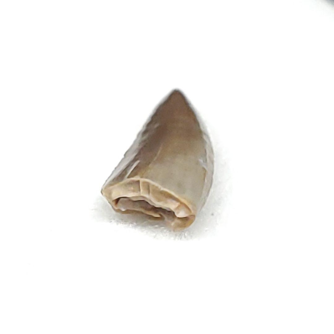 希少 コエロフィシス 化石 歯 本物 ニューメキシコ州産10.05mm fr82