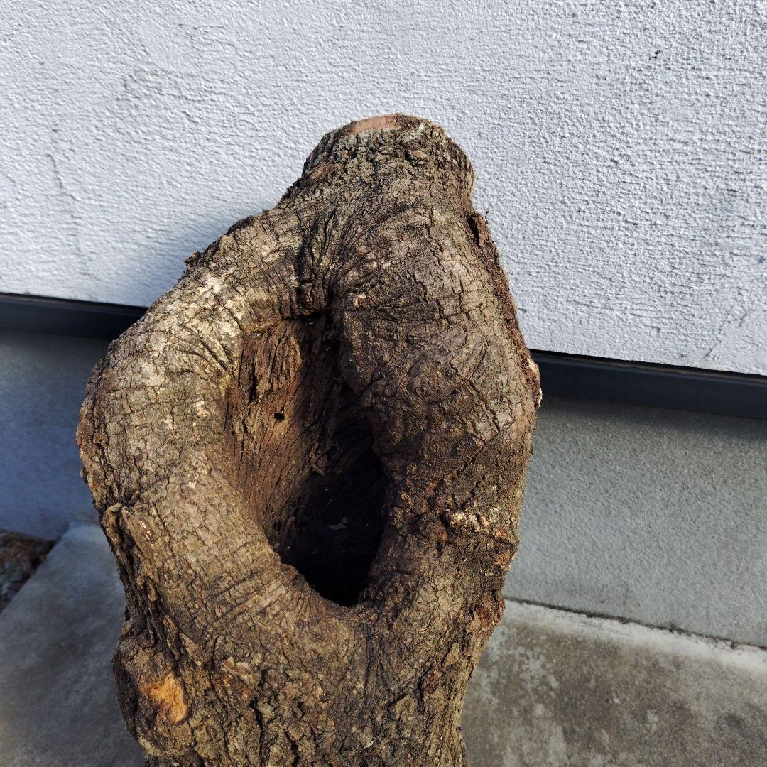 クヌギ　カブトムシ　クワガタ用