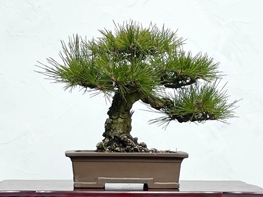 三河盆栽　黒松　盆栽