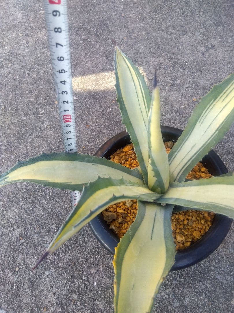 アガベ　那智の輝き　中斑　43センチ❗