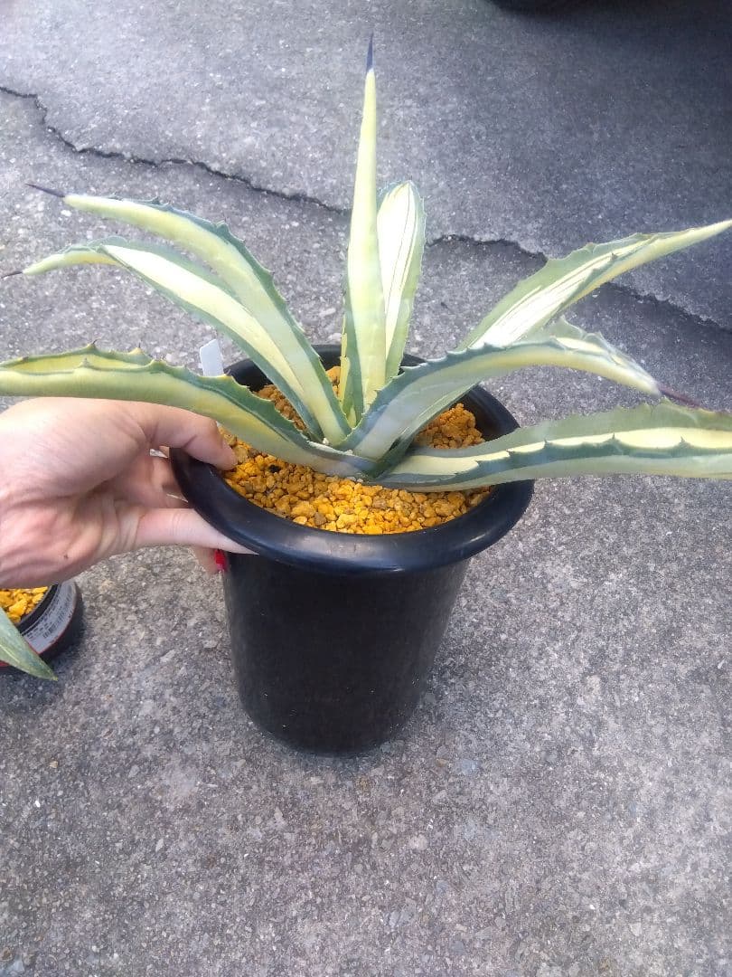 アガベ　那智の輝き　中斑　43センチ❗