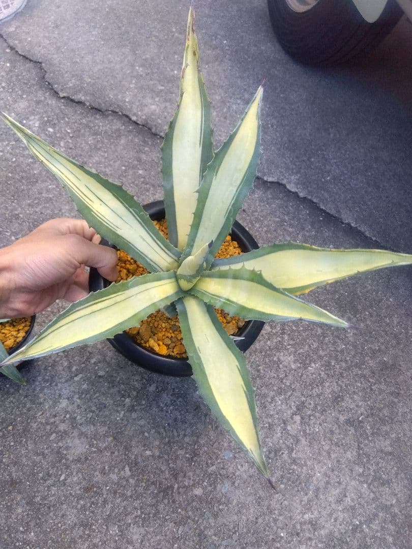 アガベ　那智の輝き　中斑　43センチ❗
