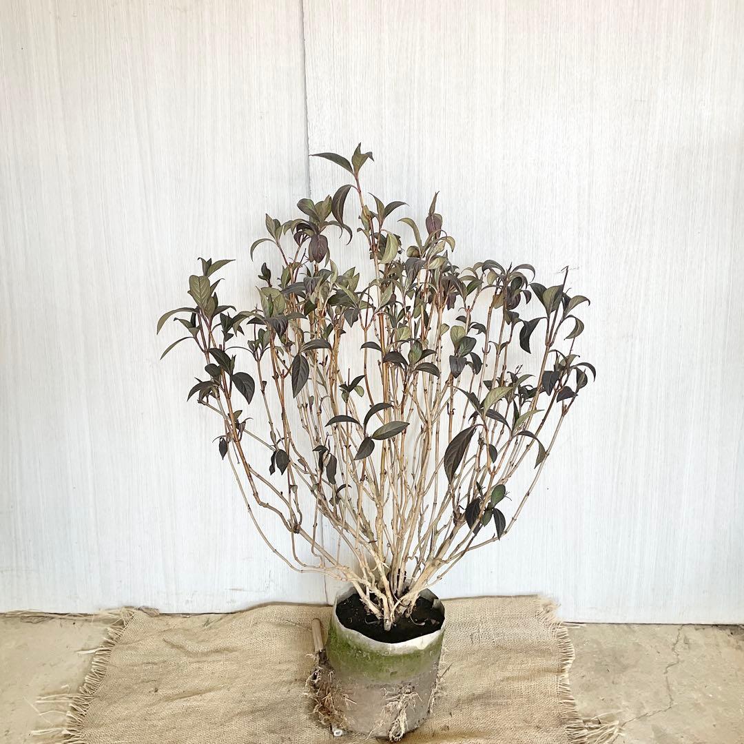 Hanakoさん専用　常緑紫陽花　碧の瞳　/ 76 2本同時購入価格