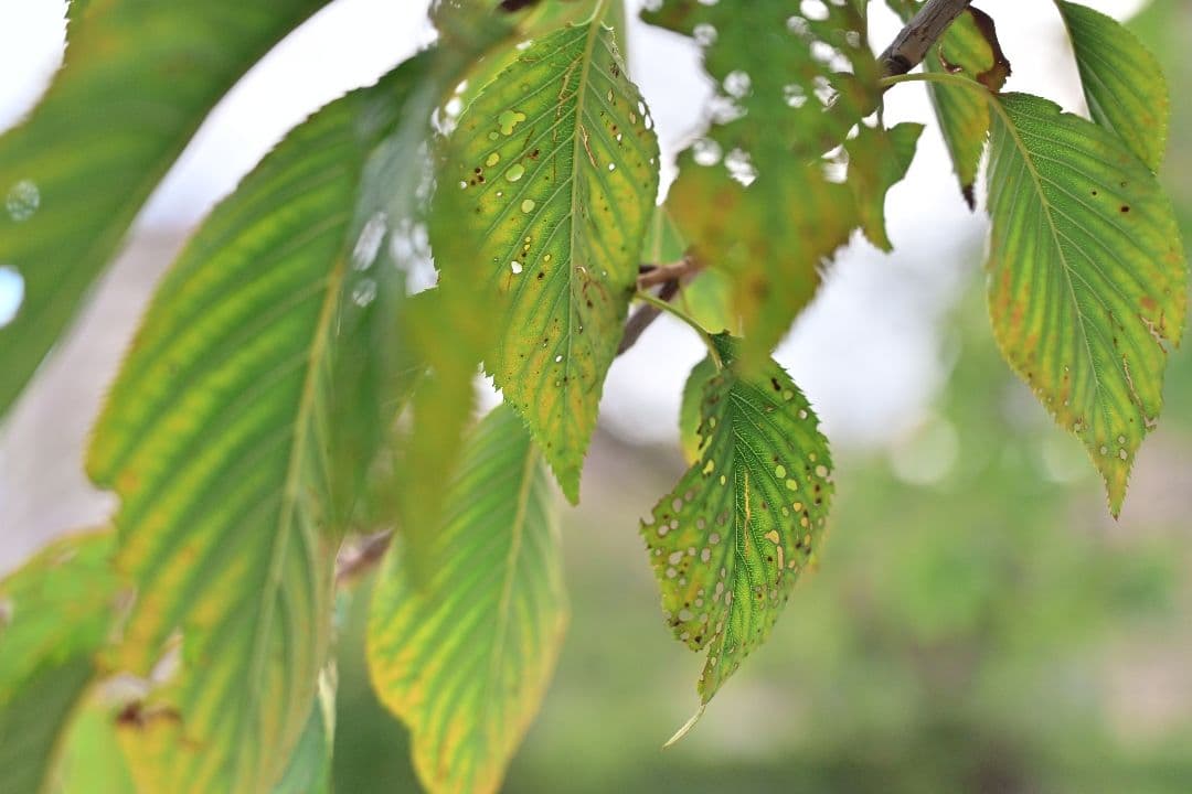 ひ*り様 ■ほぼ新品■ Nikon NIKKOR Z 24-70mm f/4S