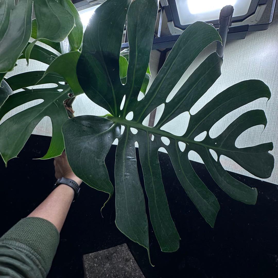 D*t様 モンステラデリシオーサマクロコズム超希少系統鉢植え68㎝