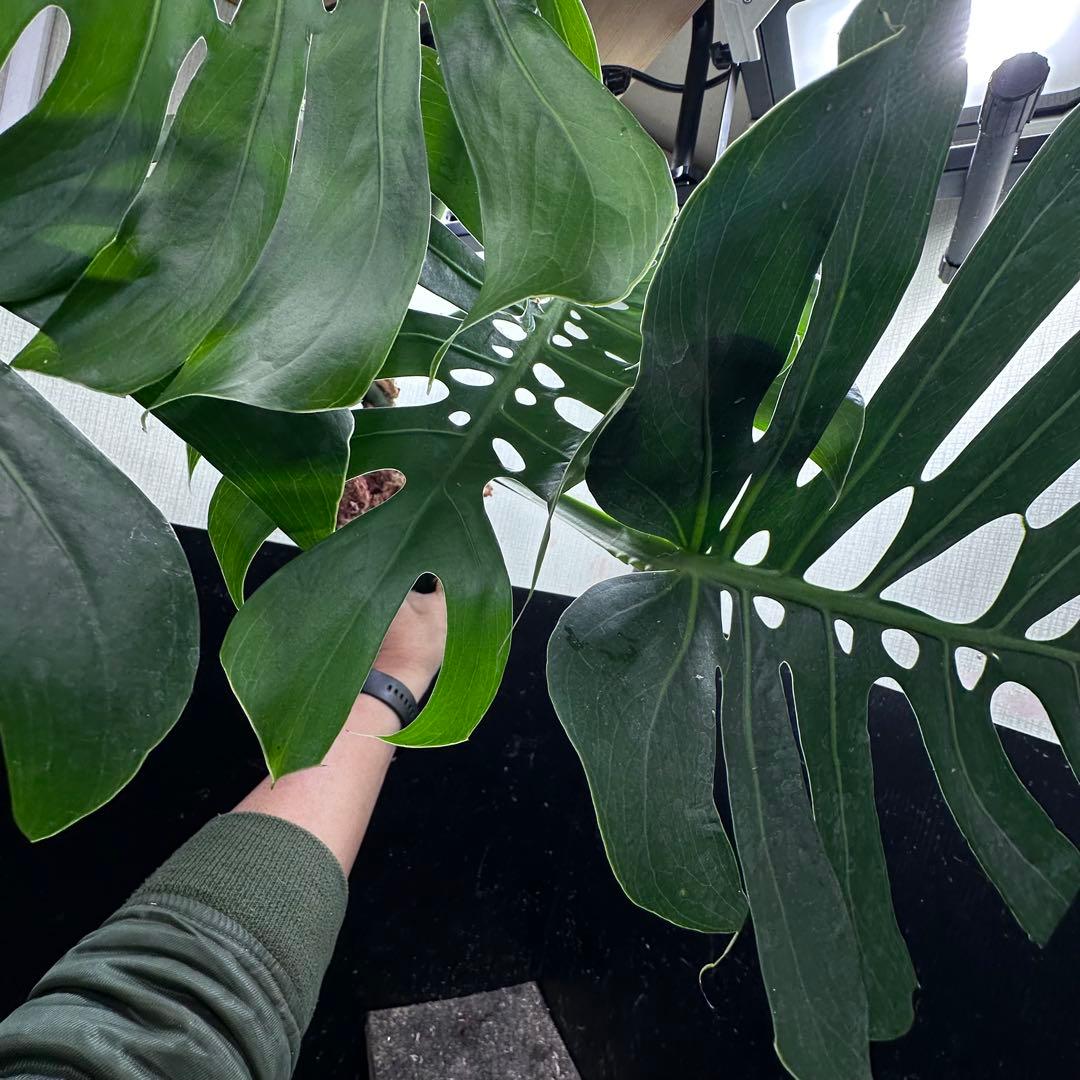 D*t様 モンステラデリシオーサマクロコズム超希少系統鉢植え68㎝