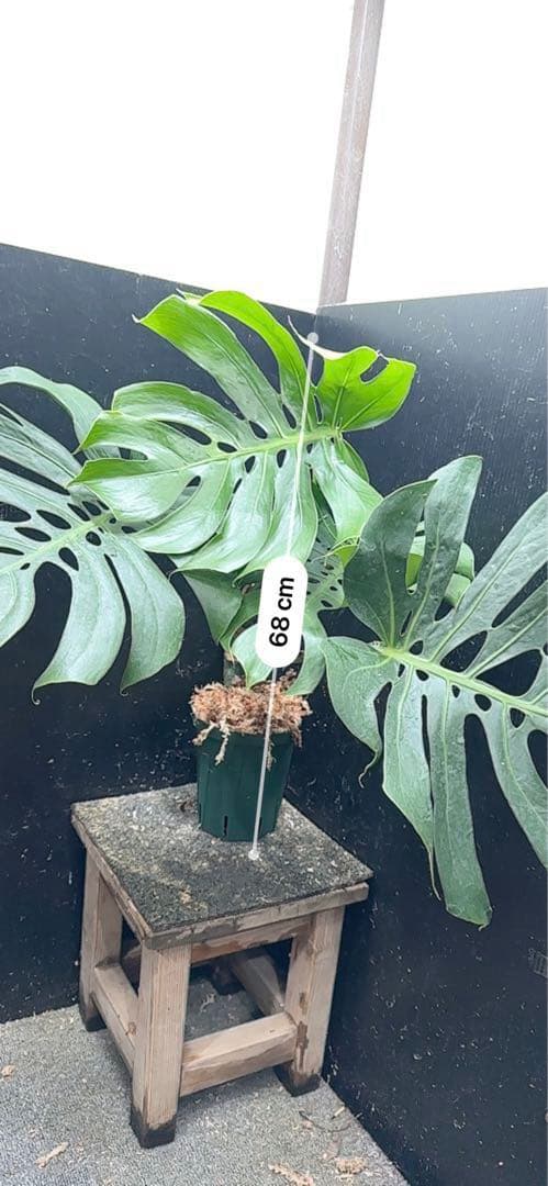 D*t様 モンステラデリシオーサマクロコズム超希少系統鉢植え68㎝