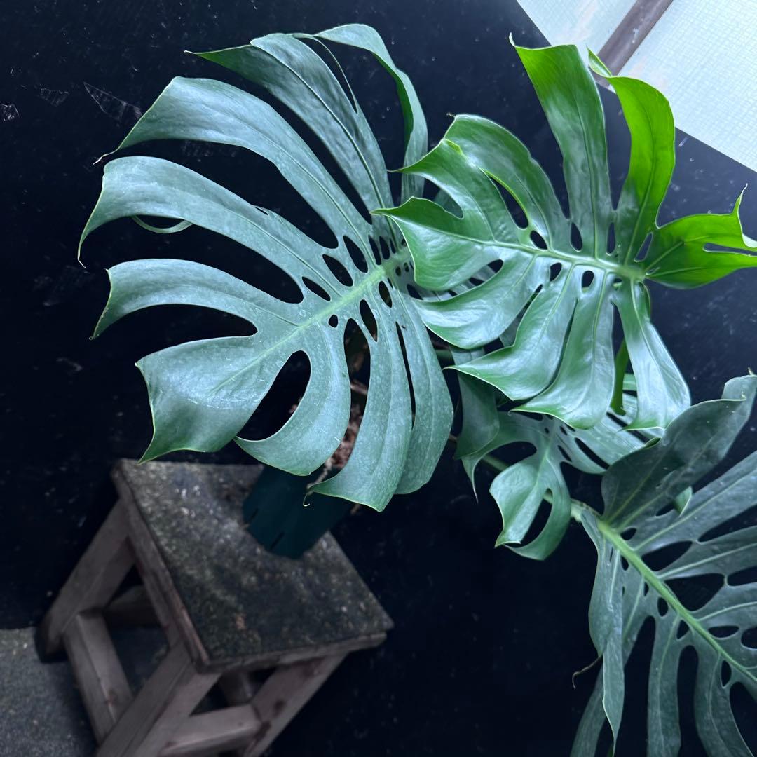 D*t様 モンステラデリシオーサマクロコズム超希少系統鉢植え68㎝