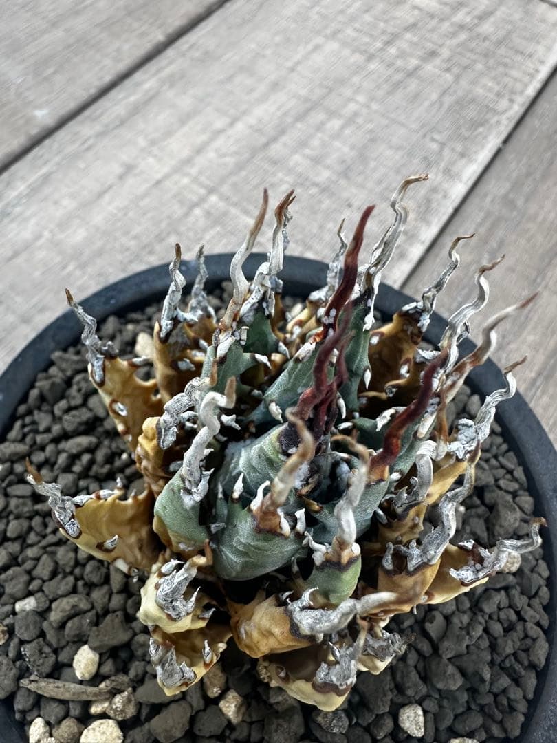 アガベ　ユタエンシス　エボリスピナ　陽炎 バリエム鉢付き