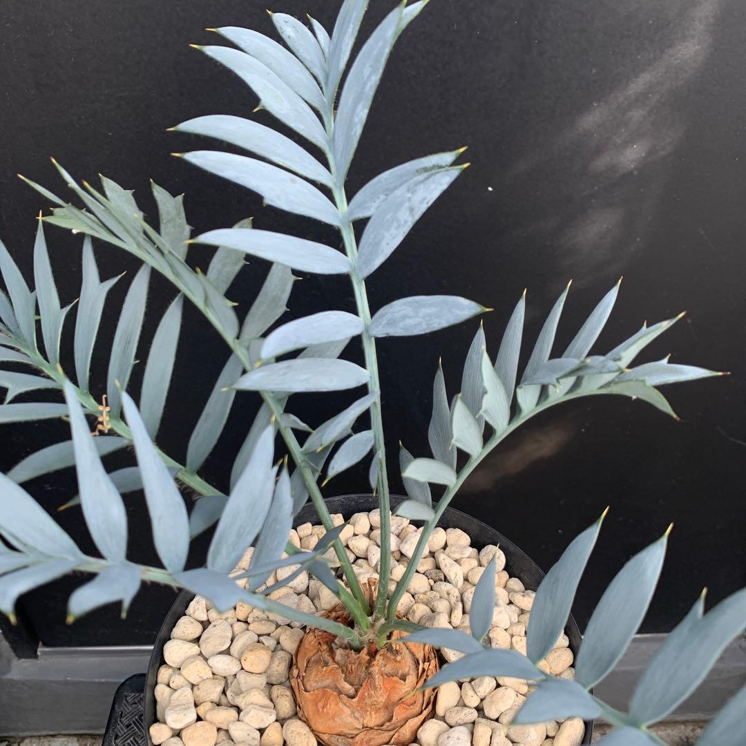 【南ア産・発根済】エンセファラルトス・ホリダス 約6cm｜No3-31