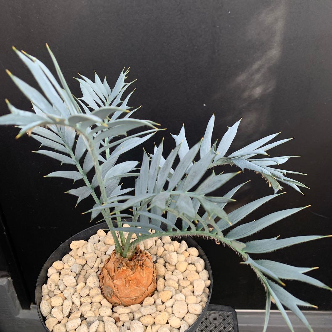 【南ア産・発根済】エンセファラルトス・ホリダス 約6cm｜No3-31