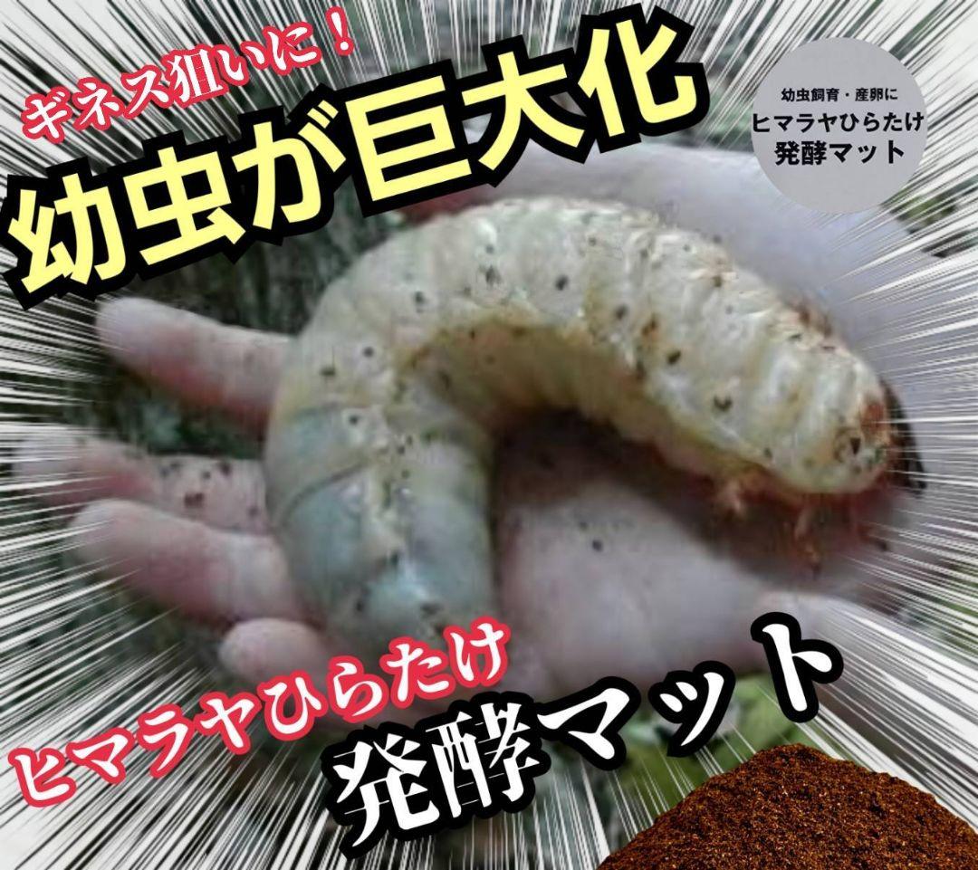 発酵マット入り！国産カブトムシ幼虫1頭飼育専用縦長クリアボト【12本セット】