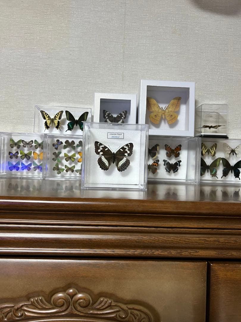 オオイチモンジ♀ 標本