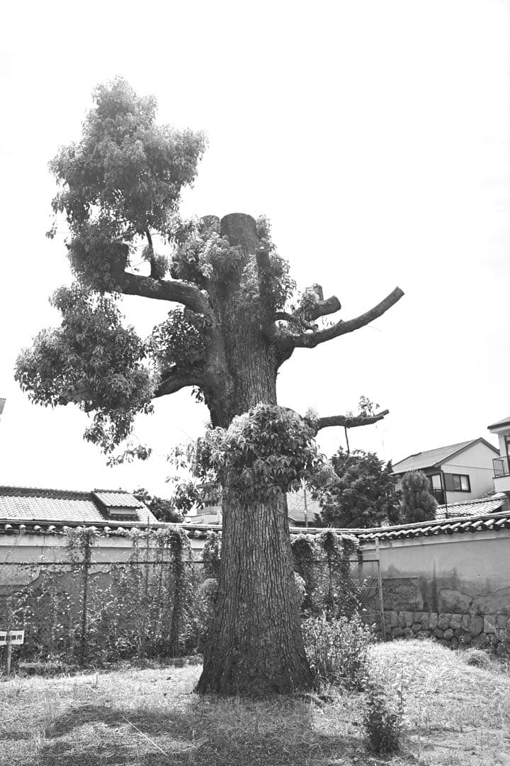 【本日限定価格！】 Minolta M-Rokkor 28mm f2.8