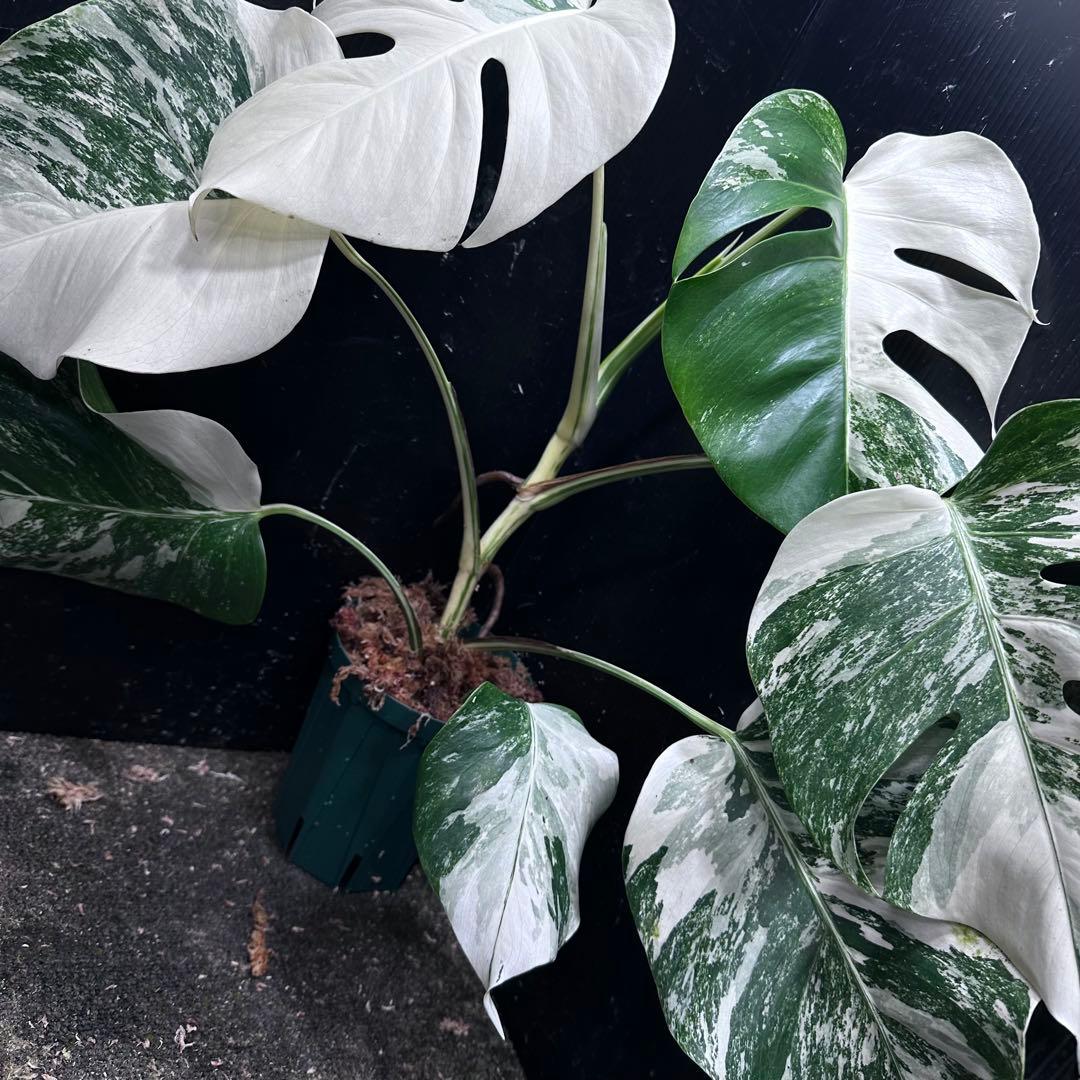 ば*ん様 斑入りモンステラ ホワイトタイガー極美大株51cm白斑多