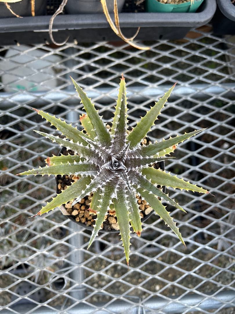 DBディッキア Dyckia Bill Baker hybrid #222
