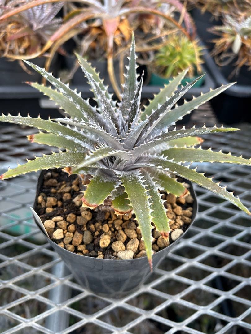 DBディッキア Dyckia Bill Baker hybrid #222