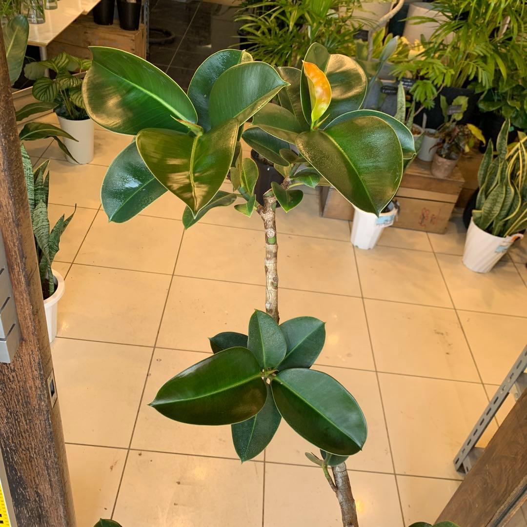 フィカス ソフィア 曲がり