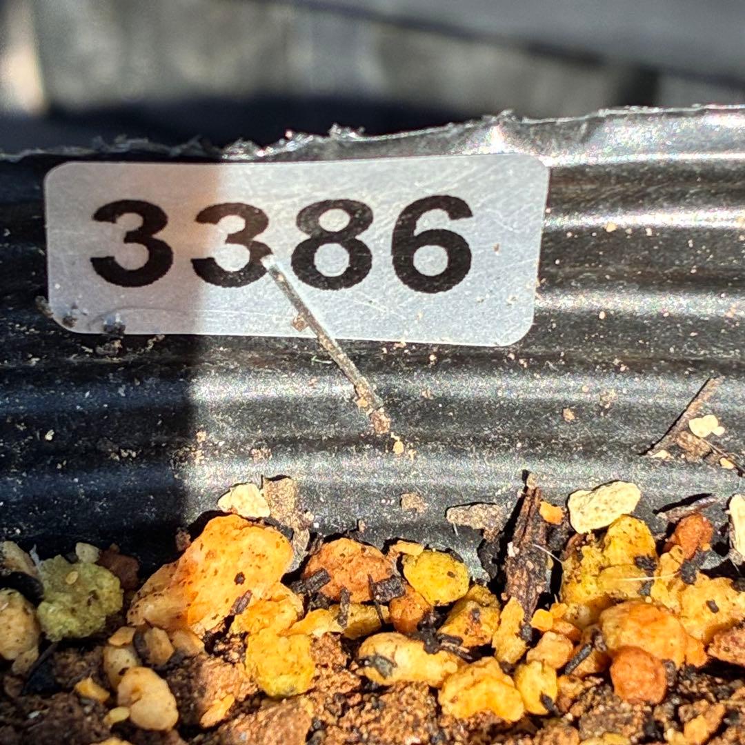 ま*ち様 ☘️限定一株☘️直筆タグ付き☘️3386⭐️WM原生地採取⭐️occi