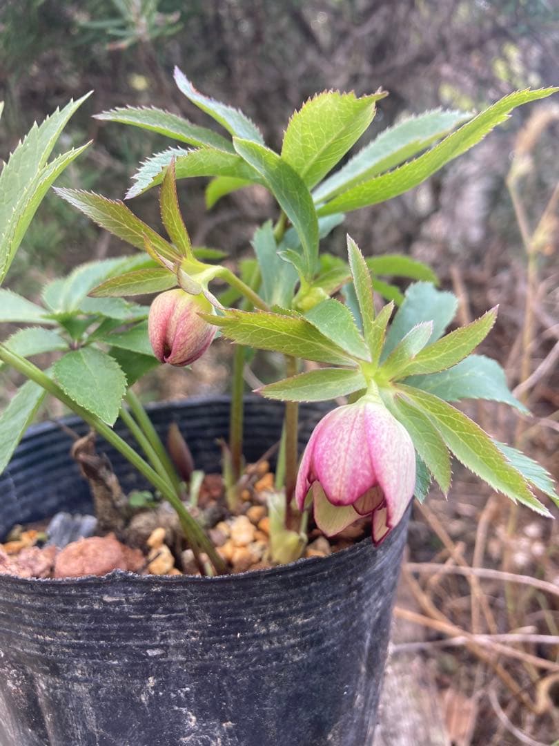 クリスマスローズ　株分け苗　2 メルカリ便