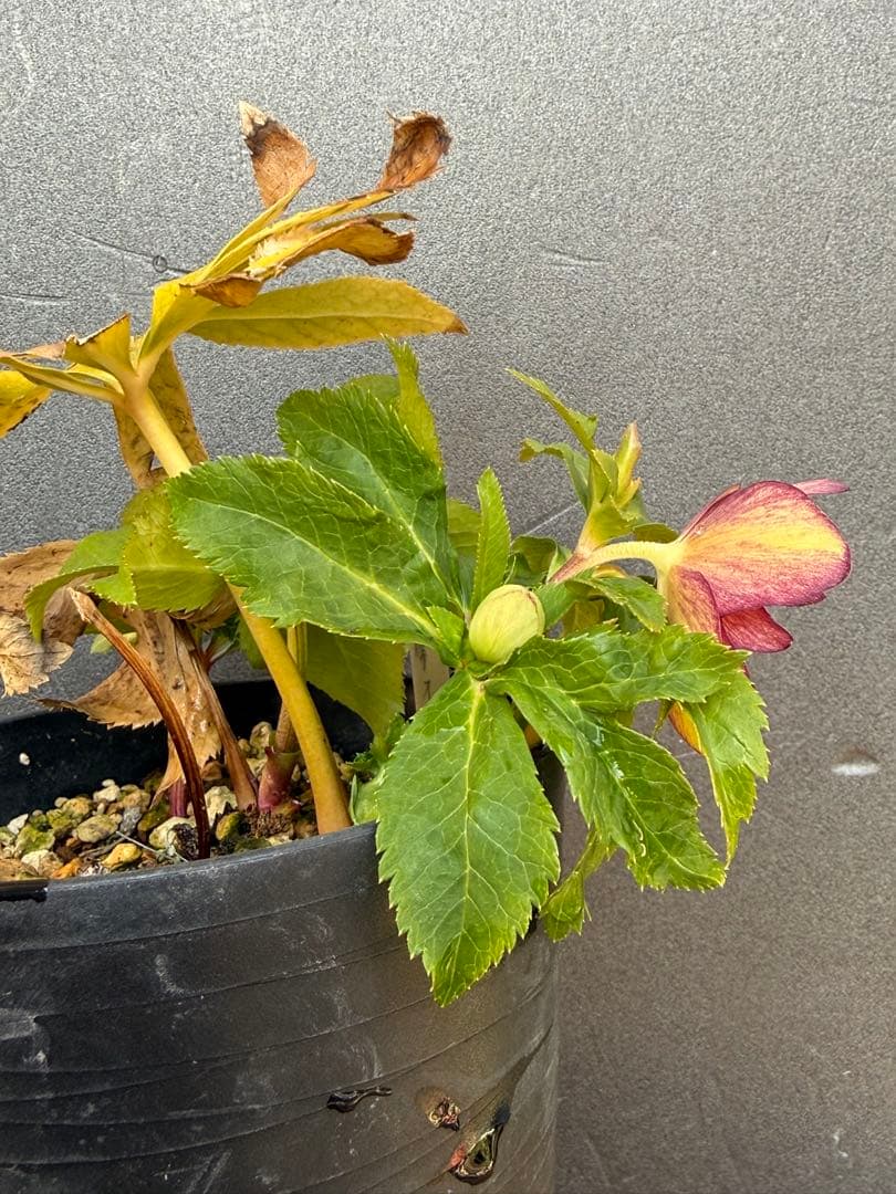 K*i様 クリスマスローズ 開花株ddムルチオーレア 充実株 大木ナーセリー