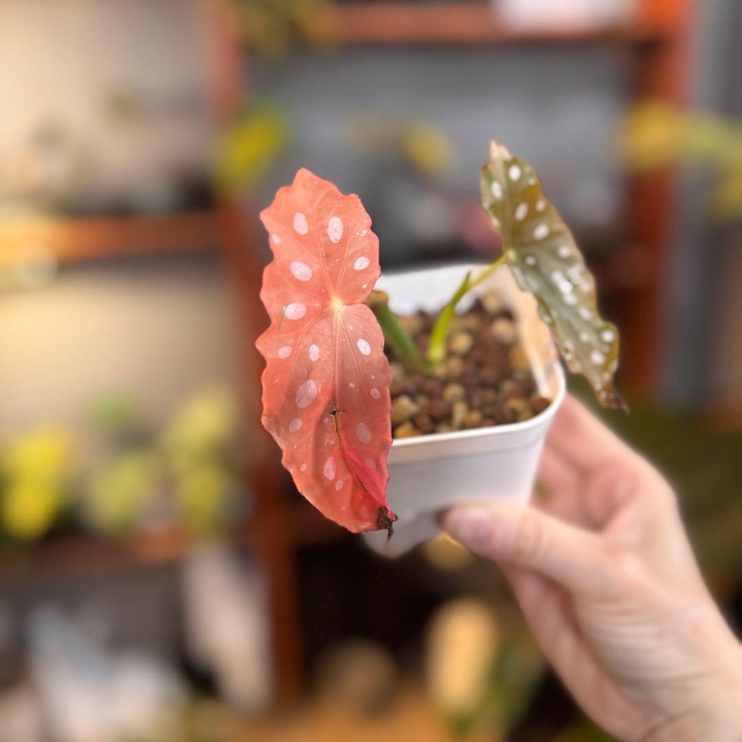 20 ベゴニア　マクラータ　斑入り　激レア