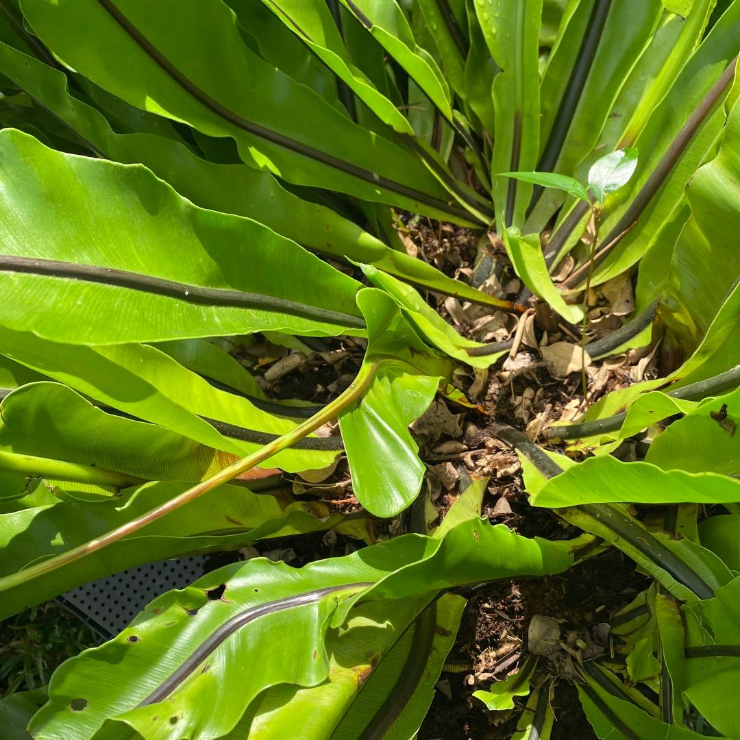 オオタニワタリ、大谷渡り