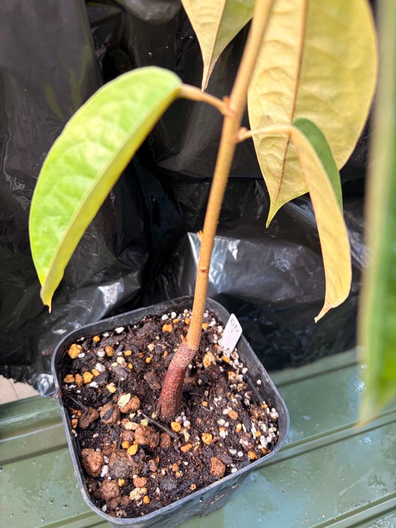 ドリアンレア品種苗 Durio macrantha Dwarf Type DD1