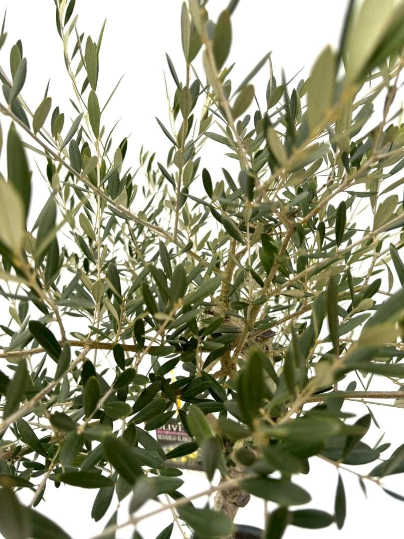 オリーブの木　古木　ネバディロブランコ　10号　約150cm　NO.835　現品