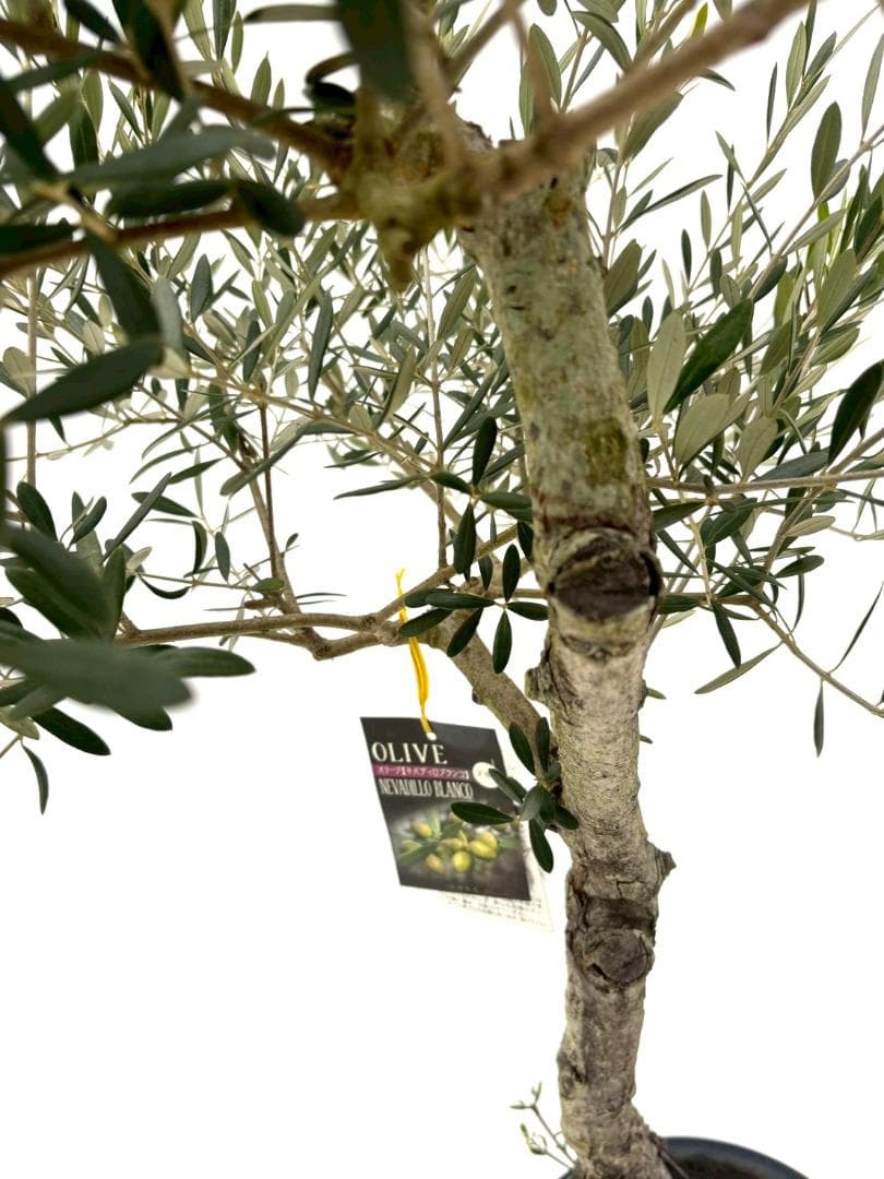 オリーブの木　古木　ネバディロブランコ　10号　約150cm　NO.835　現品