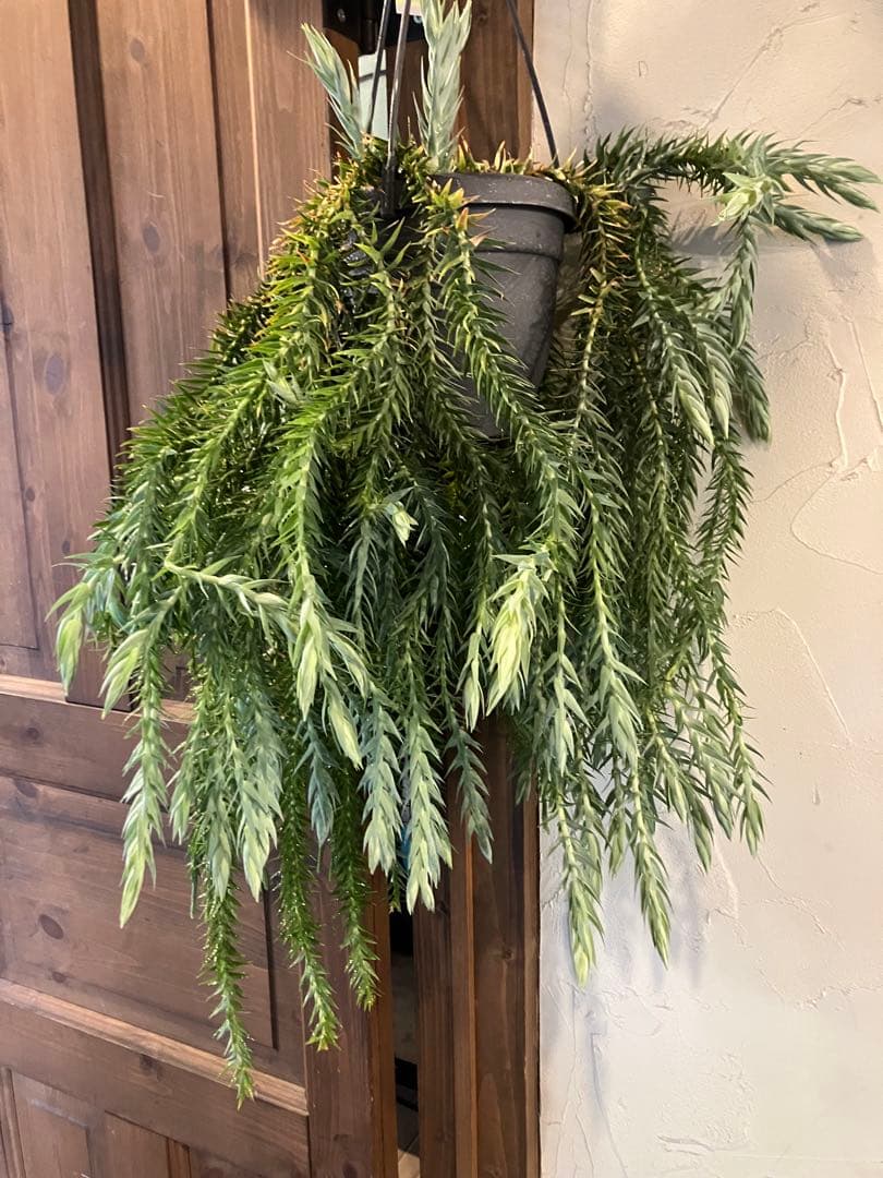 【希少】フペルジア・ゴエベリー 吊り鉢　観葉植物