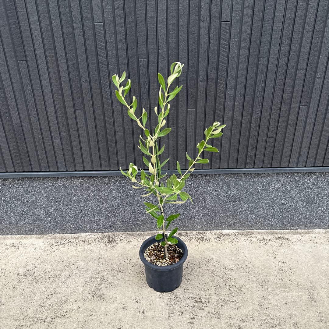 【極上品】カラマタ　オリーブの木　希少　オリーブ