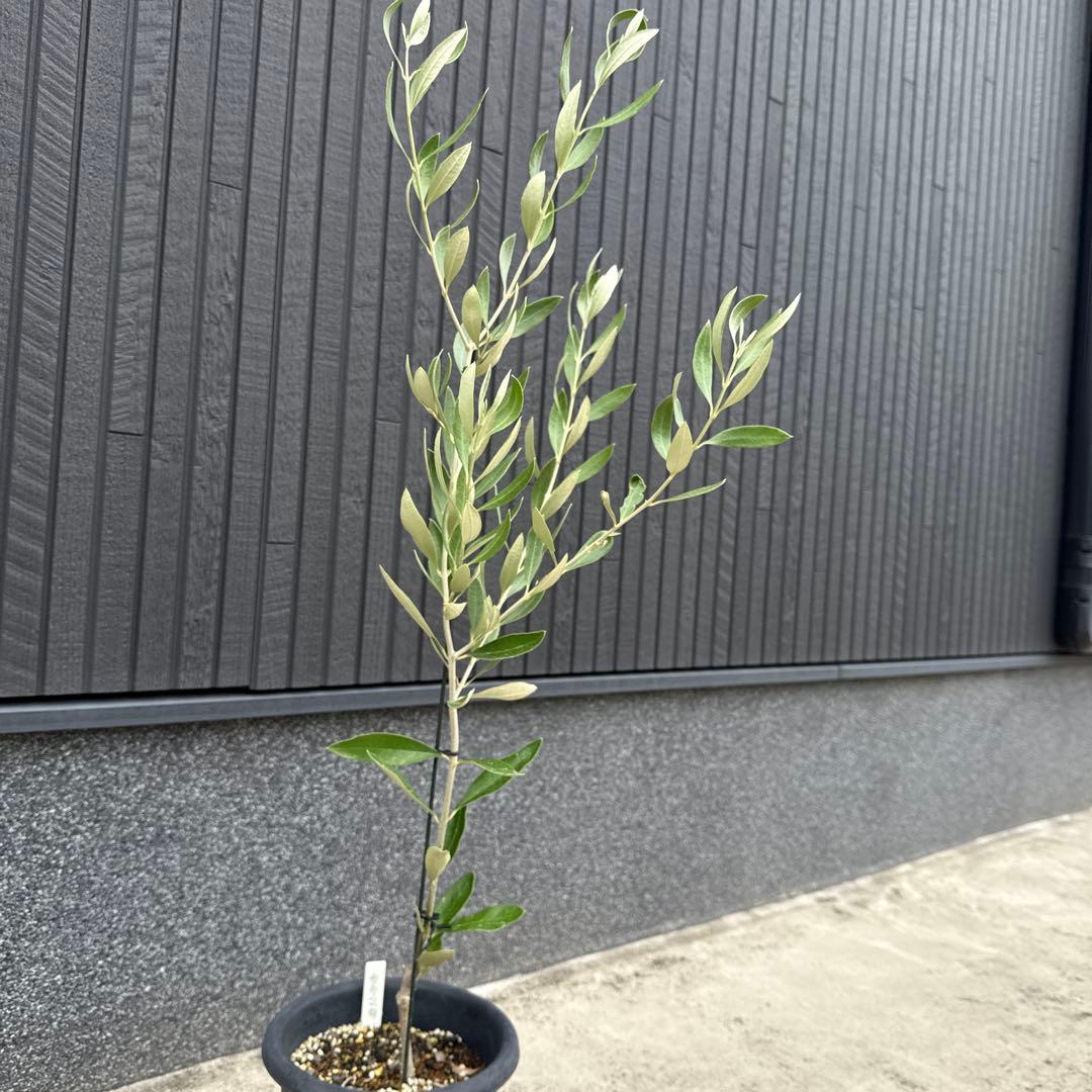 【極上品】カラマタ　オリーブの木　希少　オリーブ